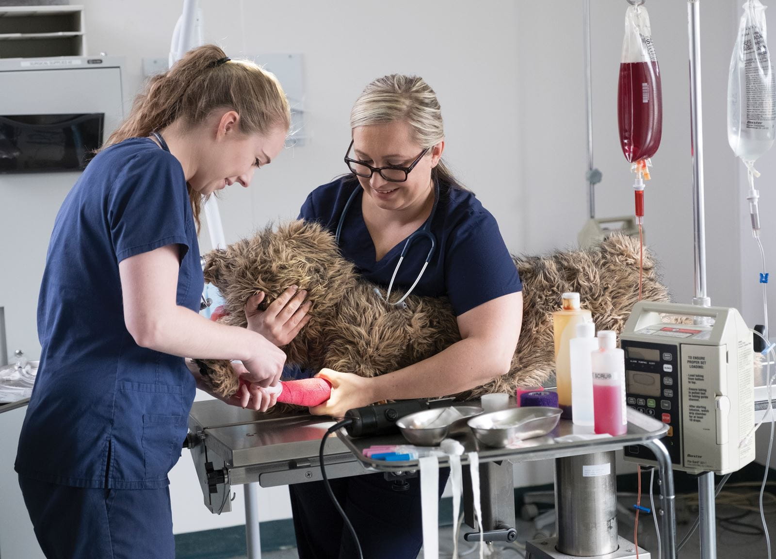 veterinary-technician-programs-sheridan-college